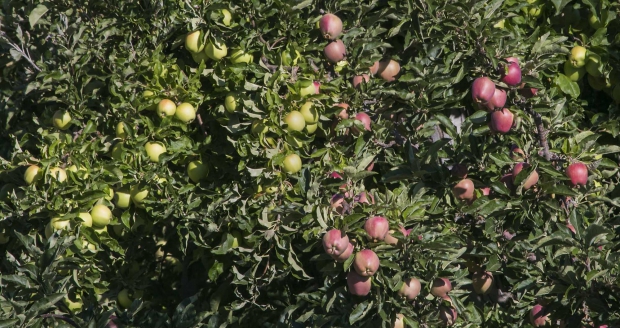 Different varieties of apples growing in a Gleed, Washington orchard are expected to be part of a very large 2014 crop.  (TJ Mullinax/Good Fruit Grower)
