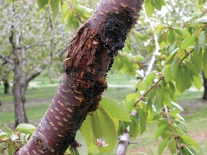 A classic bacterial canker symptom showing cankers and gummosis of woody tissue. PHOTO COURTESY OF MICHIGAN STATE UNIVERSITY 
