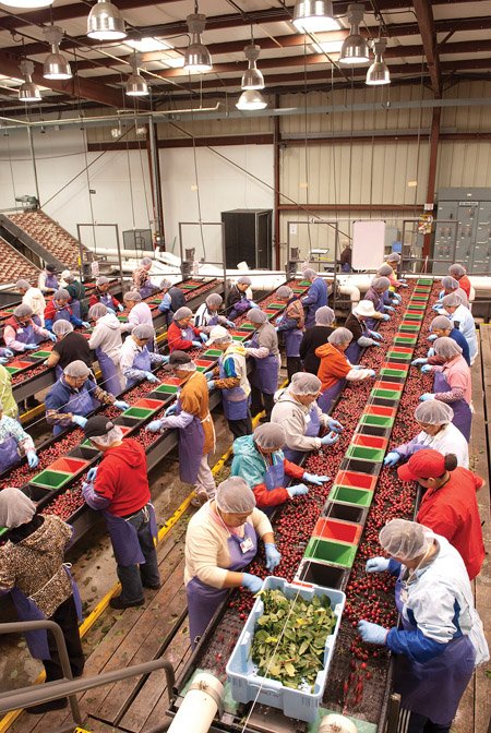 Packing house workers, who live in the Stockton area, work for various fruit and vegetable processing plants after finishing the cherry season with Chinchiolo Stemilt California. Courtesy of Stemilt 