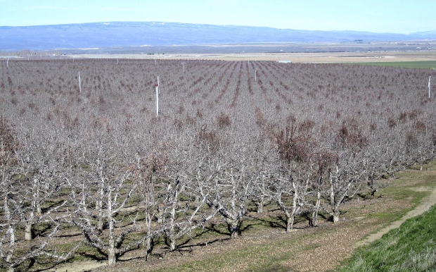 Manchurian crab apple trees (trees with dark leaves dotted throughout this orchard) are widely used as pollinizers in ­Washington State. (Courtesy Kim Young, Pace International)