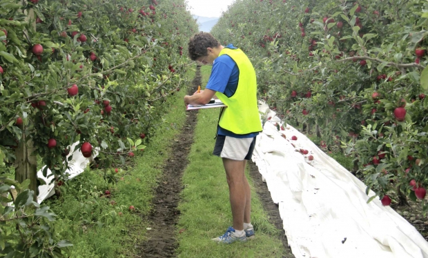 Josh Wakefield, a scientist with Oritain in New Zealand, collects apple samples that will be analyzed for trace elements and stable isotopes, which are specific to where the apples are grown. (Courtesy Oritain Global LLC)