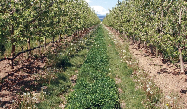 A case could be made for eliminating flowering weeds from orchard ground cover. (Geraldine Warner/Good Fruit Grower)