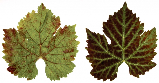 (LEFT) A leaf from Merlot grapevine showing red veins and red blotches on margins and interveinal regions, typical symptoms of red blotch disease. (RIGHT) Cabernet franc leaf showing green veins and interveinal reddening, typical symptoms of grapevine leafroll disease. (Courtesy of Washington State University)