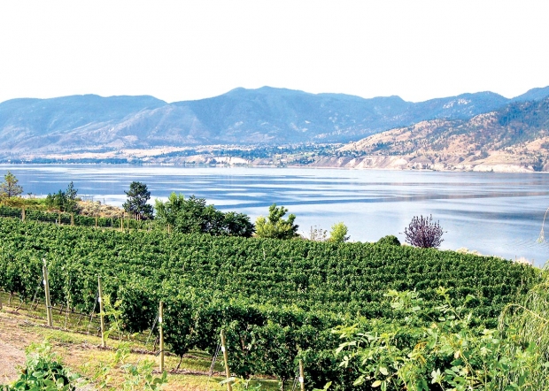 A view of the south shore of Lake Okanagan in British Columbia. (courtesy Ben Lawson)