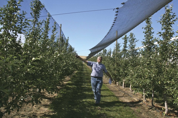 Mike Robinson can afford to install shade clothes over his Honeycrisp blocks and overhead cool at current prices.  (Geraldine Warner/Good Fruit Grower)