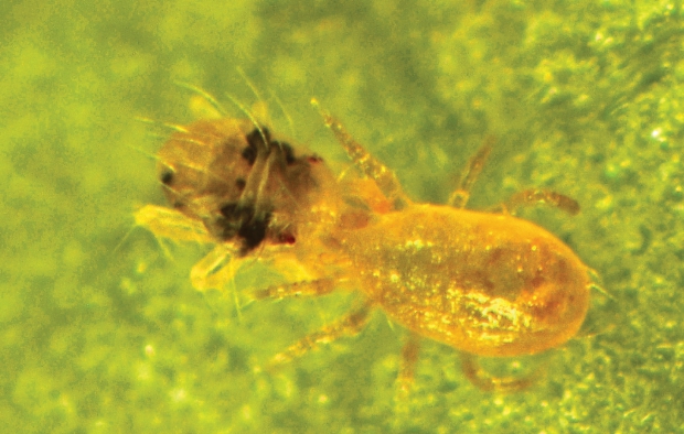 Amblydromella caudiglans eats a two-spotted spider mite. PHOTO COURTESY OF WASHINGTON STATE UNIVERSITY  