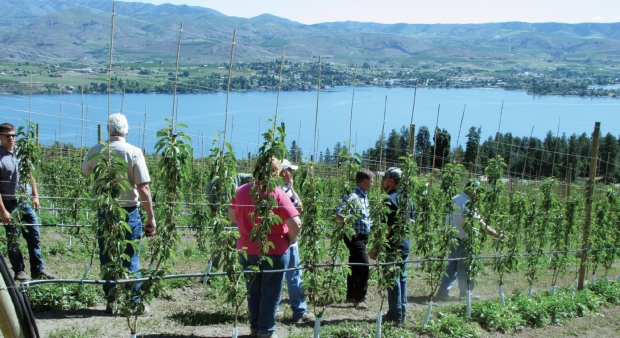Ray Fuller has welcomed countless visitors to his orchard at Chelan where they can admire cutting-edge horticulture and a view of the lake. Fuller is using a biaxis training system, which makes weed control easier than when trees are planted more densely.  Geraldine Warner/Good Fruit Grower