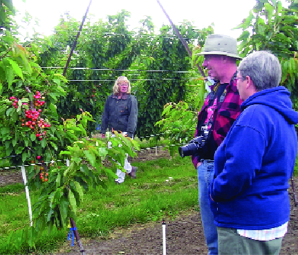Dena Ybarra of Quincy (center) and Mike and Pat Beulah of British Columbia, Canada, look at the quality of the cherries during the WSU cherry field day at Prosser, Washington.
