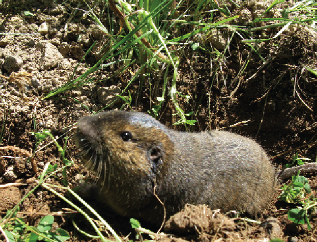 Trapping prohibited In Washington State, the use of body-gripping traps or snares has been prohibited for animals other than mice since 2000 when voters passed Initiative 713. Box-type cages are still legal. Repeated legislative attempts to allow trapping of rodents like moles and gophers have been unsuccessful. Such traps can legally be sold in the state, but body-gripping trapping violations can be charged as a misdemeanor. 