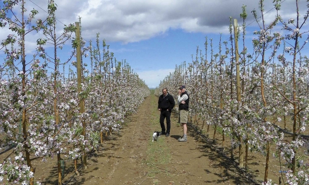 Randy Steensma (left) and Scott Smith discuss the new Smitten apple in a test orchard in Quincy, Washington. Smith grows several other New Zealand varieties in his orchard at Tonasket, Washington. (Courtesy Honey Bear Tree Fruit Company)