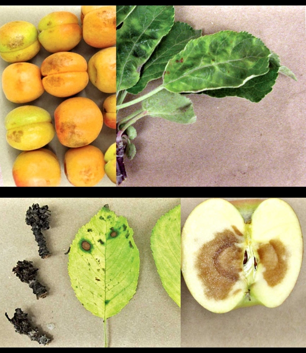 Examples of foliage and fruit samples that Karen Flint Ward has received for diagnosis. (Courtesy Karen Flint Ward)