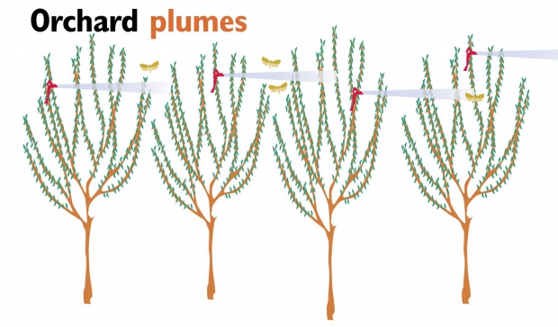 Plumes of pheromone in an orchard work by making it harder for males to find females and delaying mating. The dispensers are most effective when hung high  and early in the season. (Jared Johnson/Good Fruit Grower illustration. Source: Donald Thompson, Pacific BioControl Corp.)