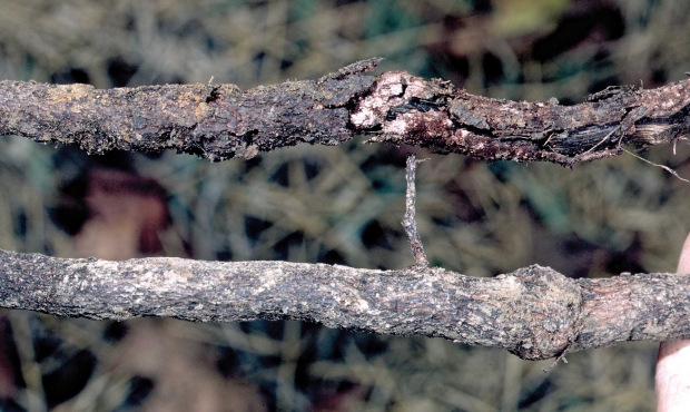 Examples of a root damaged by phylloxera, top, and healthy root, below. (Courtesy Jack Kelly Clark, University of California Statewide IPM Program)