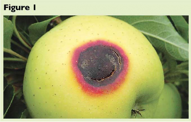 Figure 1. Damaged fruit is always found on the west side of the tree, affecting the side that faces the afternoon sun