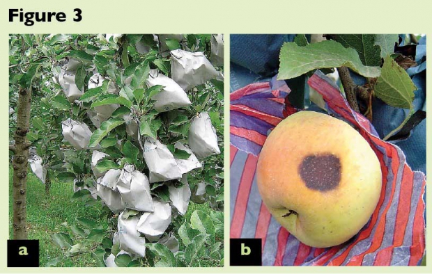 Figure 3. Bagged fruit that has developed in darkness will burn when it has reached a very high temperature. 