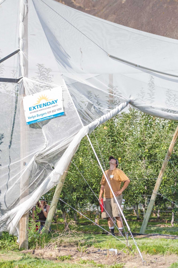 Ty Snyder, of C&O Nursery, examines a protective covering during a field day last summer at Washington State University’s research orchard near Wenatchee.