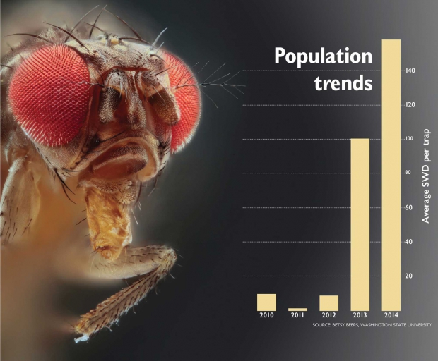 Spotted wing drosophila is showing greater establishment in eastern Washington in 2013 and 2014. (Spotted wing drosphila fly photo illustration courtesy Dr. André De Kesel.)