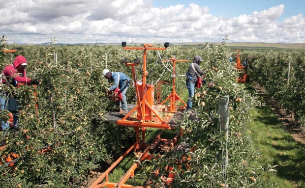 Crews of four thinners atop three self-driven platforms cross paths Friday, June 10, 2016, in a Stemilt gala apple block in Quincy, Washington. (Ross Courtney/Good Fruit Grower)
