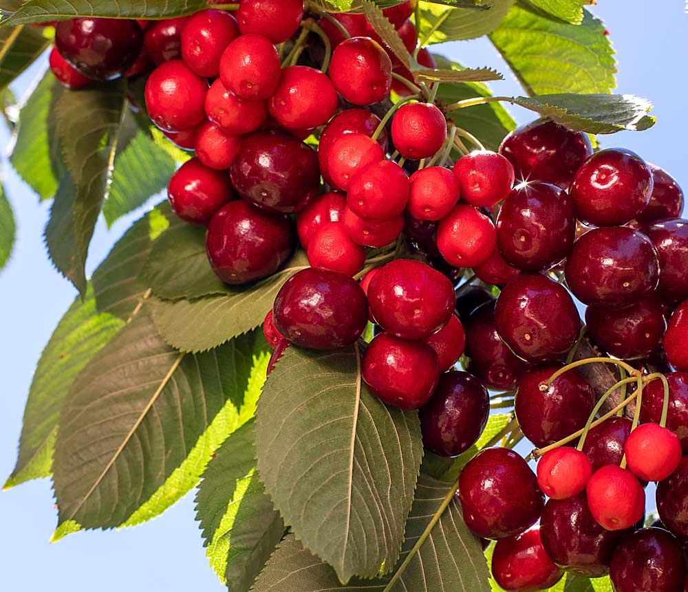 Gran respuesta para la enfermedad de la cereza pequeña | Good Fruit Grower  en Español