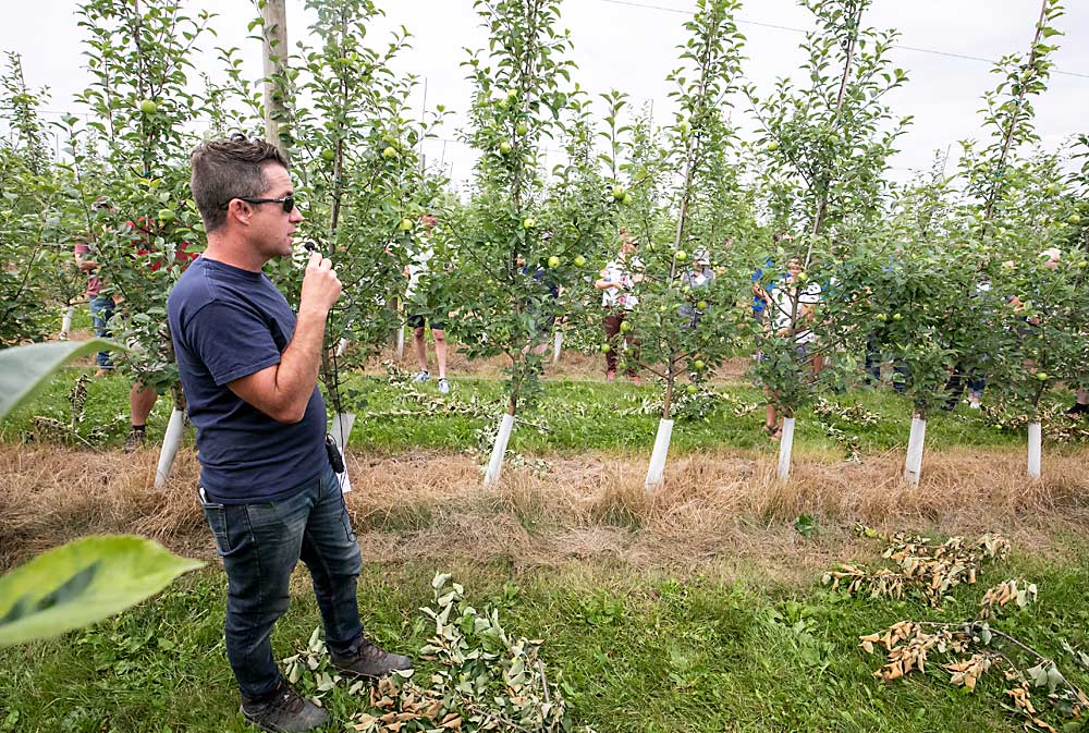 El productor Chris Hedges analiza el manejo del vigor en un bloque de Honeycrisp plantado en raíces Ginebra 41 en un sistema de huso alto en su finca del área de Simcoe.(TJ Mullinax/Good Fruit Grower)