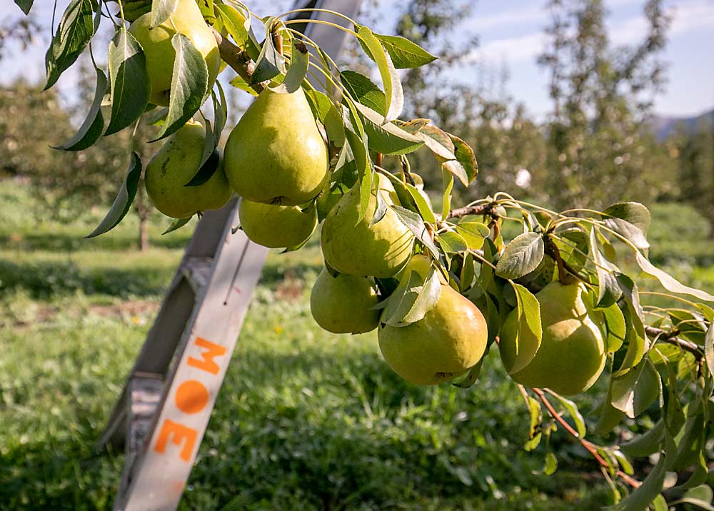Peras Gem cuelgan pesadas en una rama a la espera de la cosecha en el huerto de Moe. (TJ Mullinax/Good Fruit Grower)