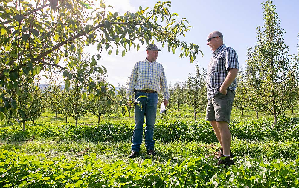 El productor Dwight Moe, a la izquierda, y Steve Moore, un representante del servicio de campo de Diamond Fruit Growers, discuten la cosecha de Gem de 2019. (TJ Mullinax/Good Fruit Grower)