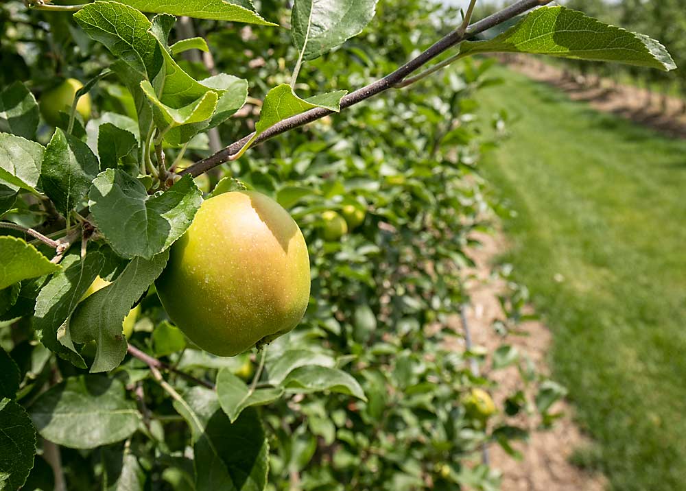 Sunrise es una variedad a tener en cuenta para los productores de venta directa, dice Tom Chudleigh. La variedad de cosecha de verano fue obtenida por la Estación de Investigación Summerland en Summerland, Columbia Británica, en la década de 1990. (TJ Mullinax/Good Fruit Grower)