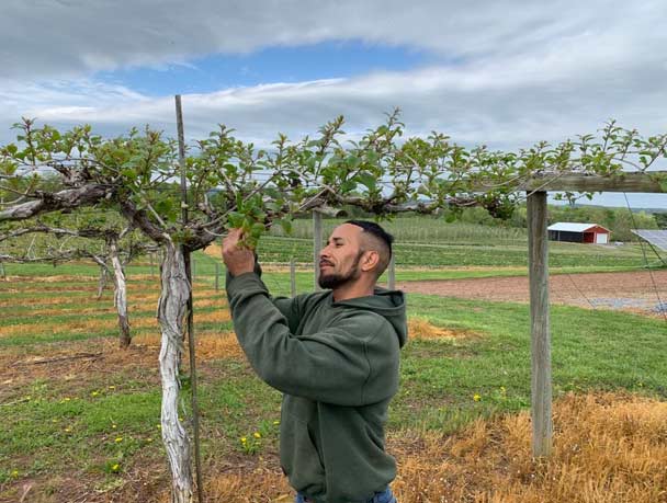 Jorge Manzo de la Huerta McCleaf en el condado de Adams, inspecciona un brote de una rama de kiwi. Jorge es uno de muchos productores hispanoparlantes que participan en la educación agrícola y bilingüe ofrecida por Penn State Extension. Imagen: Tara Baugher
