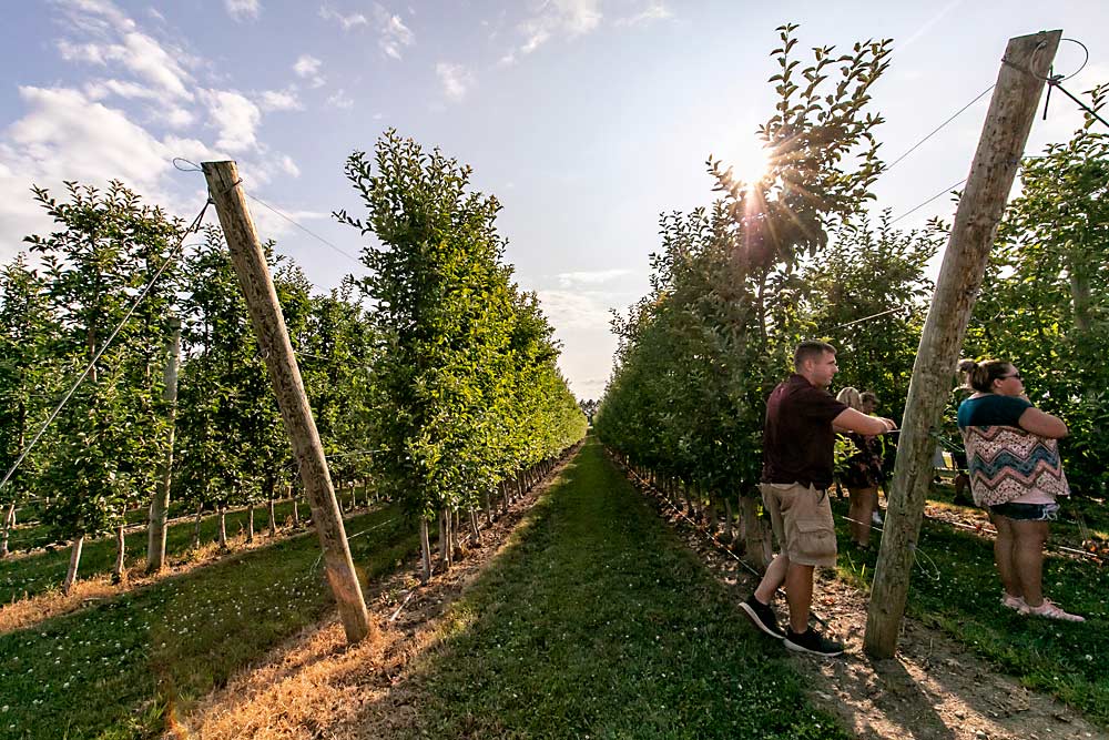 Los sistemas de precisión de espalderas superpuntiagudas (“super spindle”) protagonizan la visita al huerto T & K Ferri Orchards durante la Gira de estudio de verano de 2019 de la Asociación Internacional de Árboles Frutales en Ontario, Canadá. (TJ Mullinax/Good Fruit Grower)