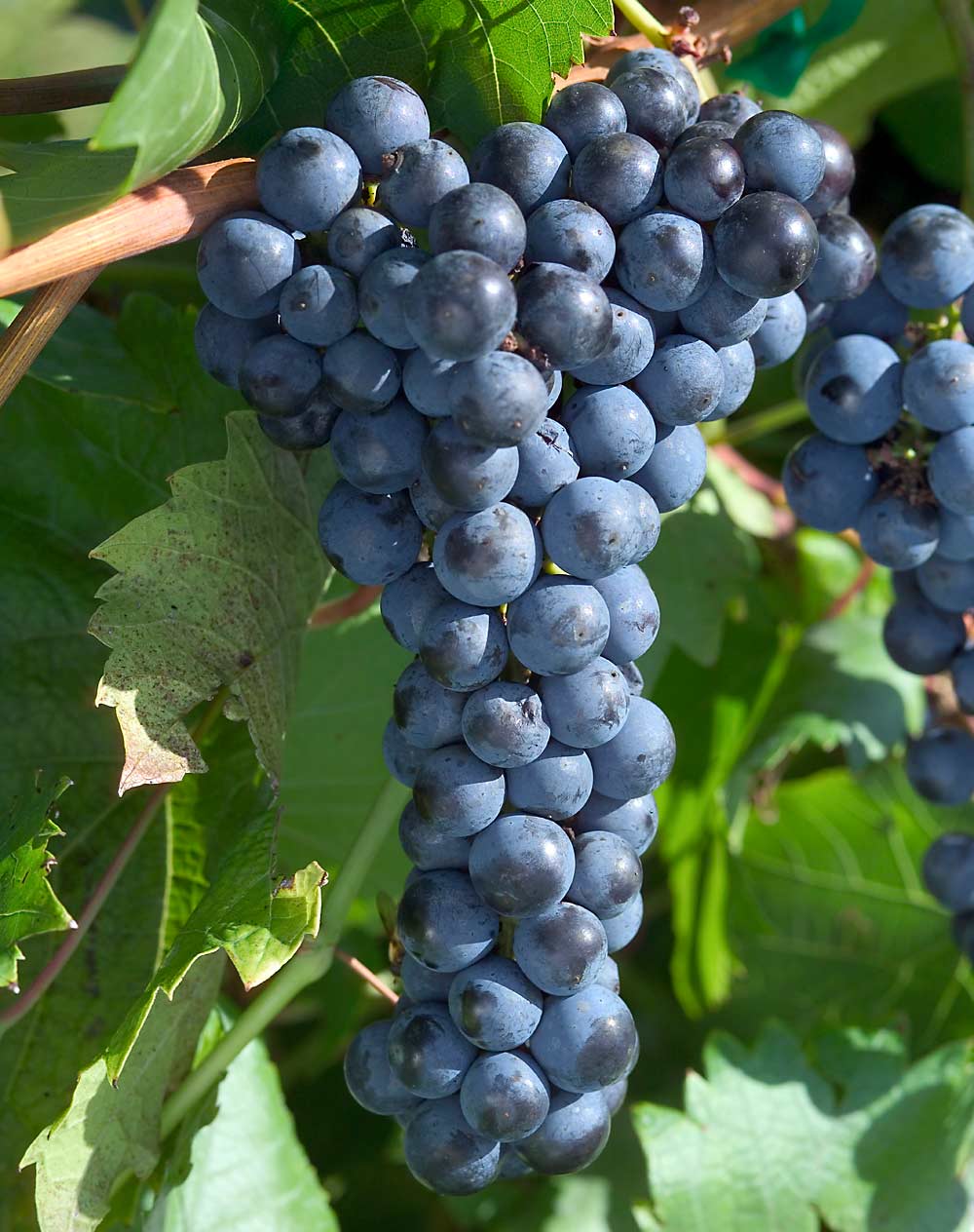 La uva Marquette, desarrollada por la Universidad de Minnesota para la producción de vino, se lanzó en 2006. Ontario acaba de añadir Marquette a su lista de variedades elegibles para la prestigiosa marca VQA. (Cortesía de David Hansen/Universidad de Minnesota)