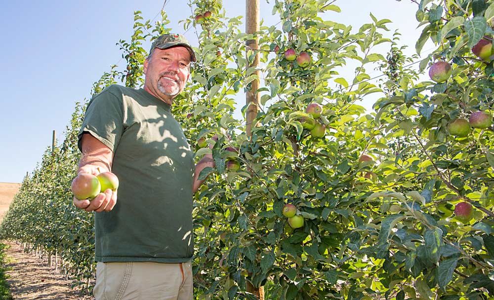 Andy Gale muestra con orgullo algunas de sus manzanas en maduración WA 38 a finales de julio en su huerto de la empresa Gale Fruit Co. en East Wenatchee, Washington. (Ross Courtney/Good Fruit Grower)