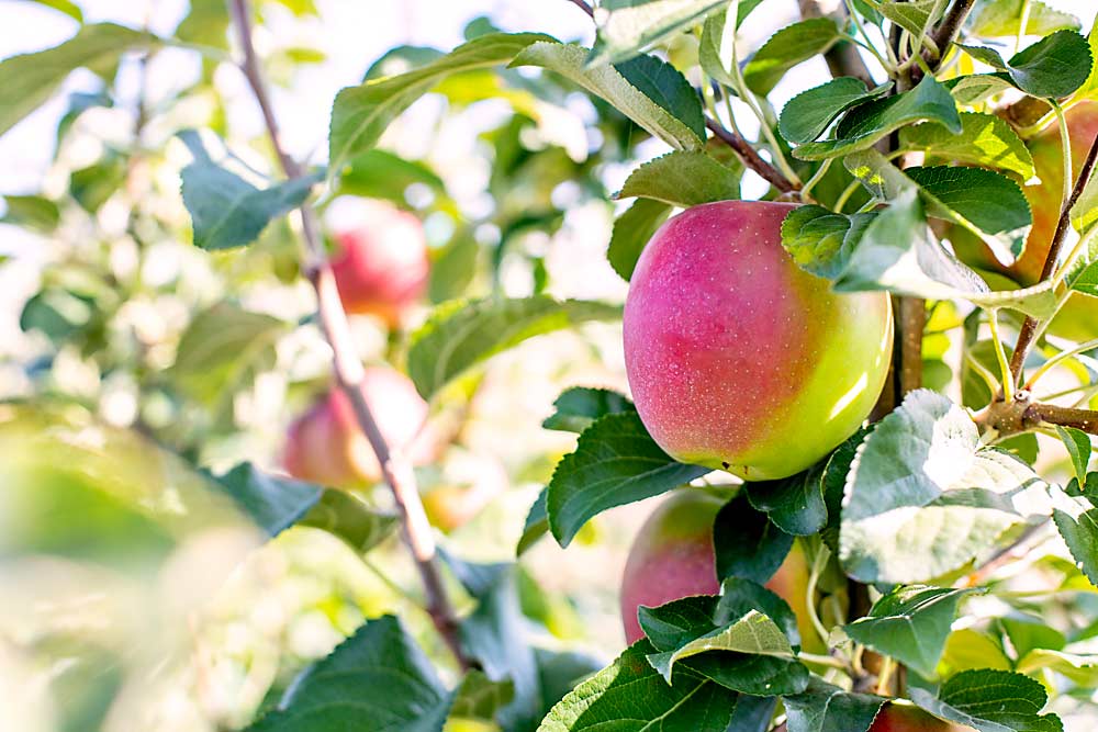 El lado soleado de las manzanas WA 38 de dos colores se enrojece bajo el sol mañanero en el huerto Lookout Orchard de Monson Fruit en Selah. (TJ Mullinax/Good Fruit Grower)