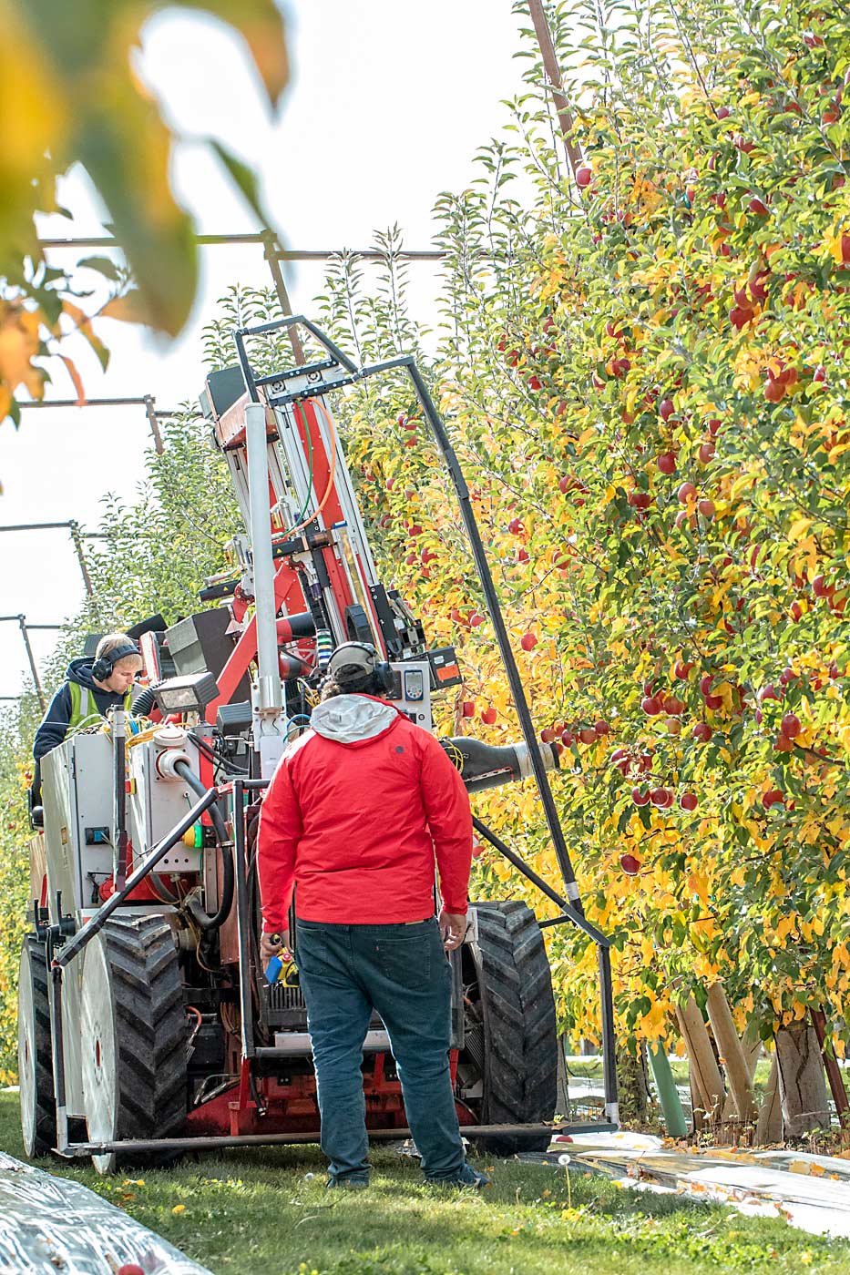 Operadores de Abundant Robotics supervisan las operaciones del robot autónomo. El trabajador en la parte delantera se asegura de que el robot mantenga el curso, mientras que el operador en la parte superior examina la calidad de la fruta. (TJ Mullinax/Good Fruit Grower)