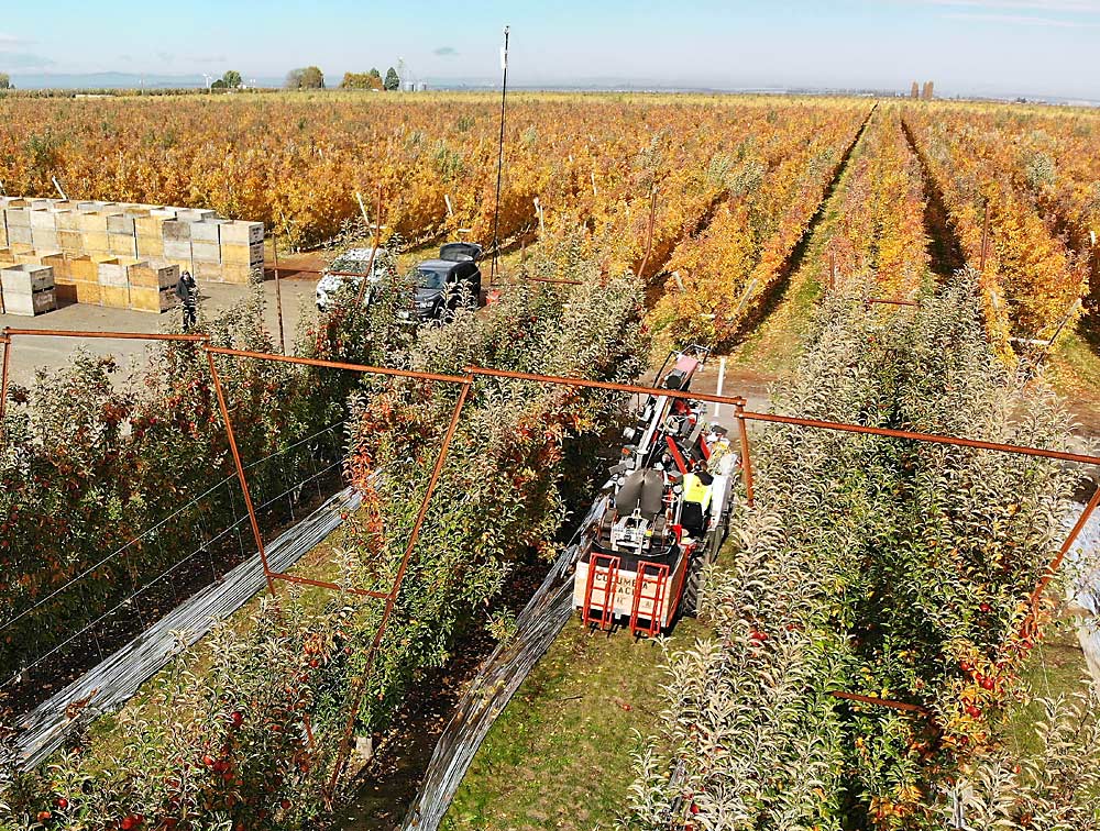 Esta versión de la cosechadora de Abundant Robotics alcanza las manzanas de hasta 7 pies de altura sobre el suelo. Una versión de esta cosechadora que esta en construcción en California, recogerá manzanas situadas hasta 12 pies de altura en el árbol. (TJ Mullinax/Good Fruit Grower)