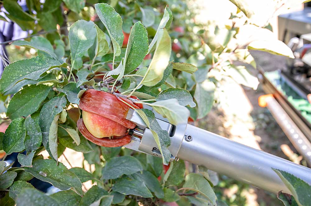 Con un giro y un tirón, un efector final de tres dedos en el recolector de FFRobotics arranca una manzana Kanzi de la copa del árbol. (TJ Mullinax/Good Fruit Grower)