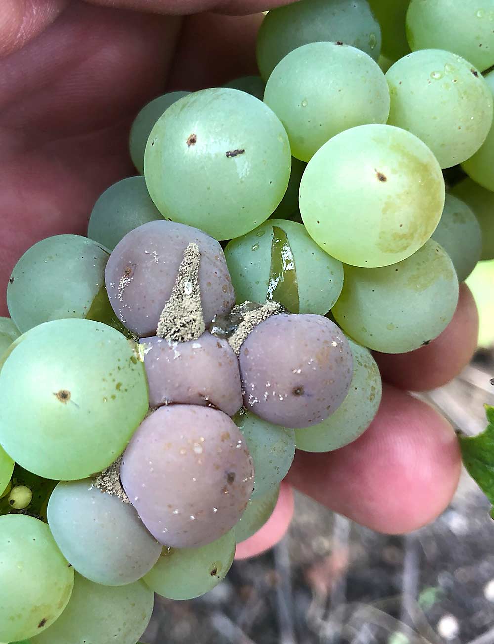 Botrytis o moho gris en uvas híbridas Aurora en Lawton, Michigan, seguido de la división de la fruta. (Cortesía de Timothy Miles/Universidad Estatal de Michigan)