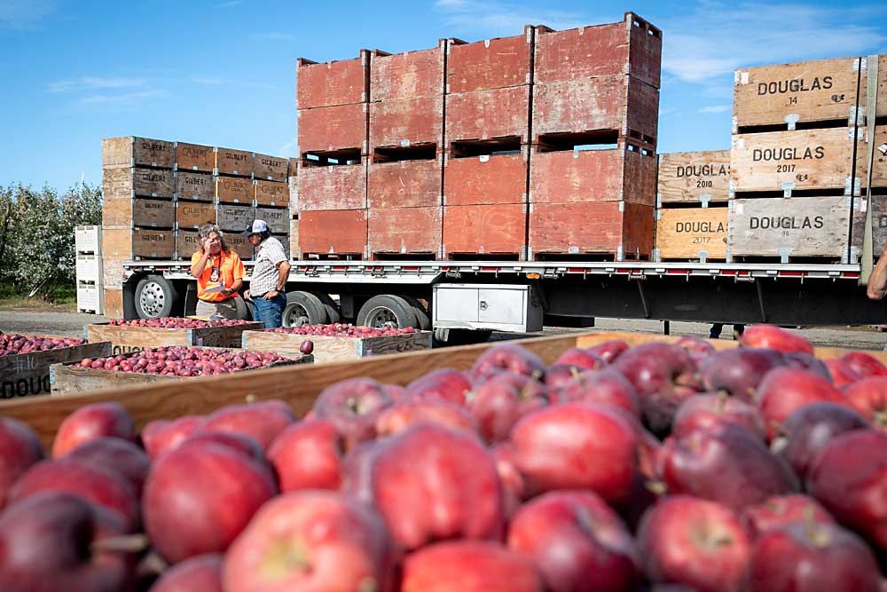 Craver y Ramírez discuten la cosecha de las manzanas Red Delicious. Incluso los productores progresistas como Craver y sus colegas aún tienen bloques remanentes de estas, aunque el dúo planea reemplazarlos eventualmente con variedades más nuevas. (TJ Mullinax/Good Fruit Grower)