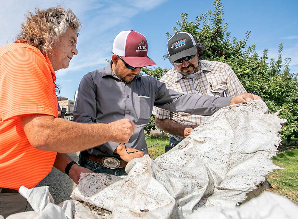 Craver, Imbert Moreno y José Ramírez buscan artrópodos beneficiosos en tejido reflectante a finales de septiembre en el huerto de KDS Orchards cerca de Royal City, Washington. Craver, quien dirige varios huertos de la Cuenca del Columbia, envuelve tejido viejo alrededor de los troncos de los árboles para proporcionar hábitat a los depredadores y proteger las uniones de injerto de las quemaduras solares. Dichas técnicas han contribuido a que Craver gane el premio Productor de Fruta del Año de 2019 de la revista Good Fruit Grower. Craver dice que Moreno es el investigador principal del programa IPM de la compañía. (TJ Mullinax/Good Fruit Grower)