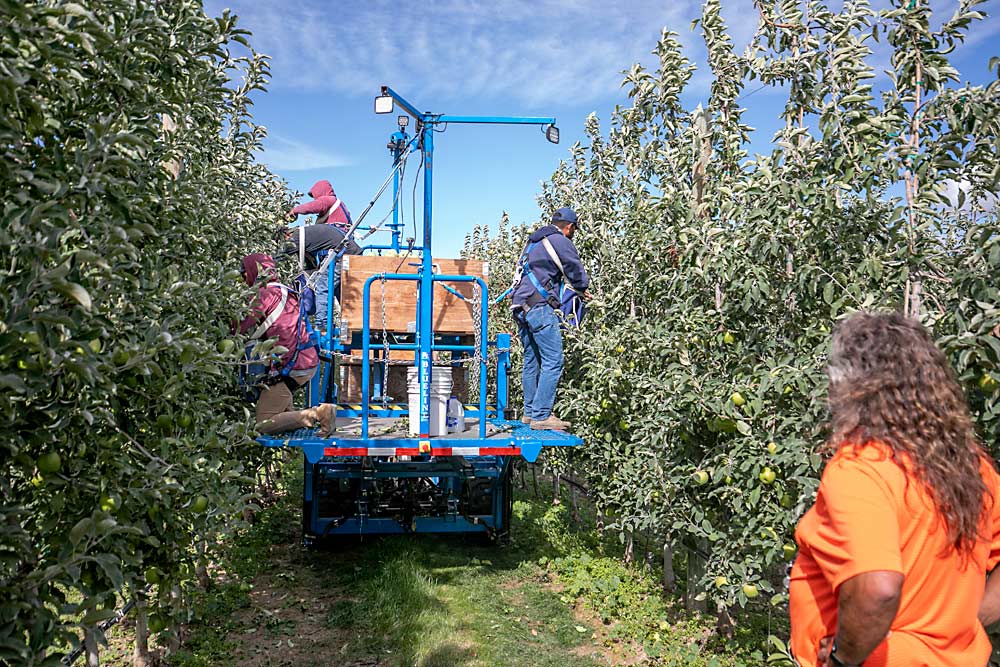 Craver comprueba la plataforma de cosecha de manzanas Granny Smiths en el huerto de New Royal Bluff Orchards. La mayoría de sus bloques ya han sido plantados y diseñados para la mecanización, pero aún está valorando entre dos fabricantes de plataformas. (TJ Mullinax/Good Fruit Grower)