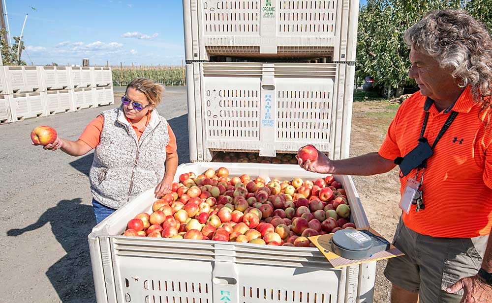 Craver analiza el peso, y por lo tanto el tamaño de la caja, de las muestras Honeycrisp con Sarah Craver, una de sus seis hijas y la más involucrada con la horticultura. (TJ Mullinax/Good Fruit Grower)