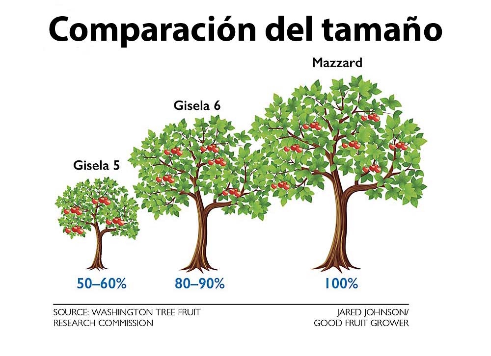 La plantación en portainjertos de tipo Gisela 6 en lugar de Gisela 5 podría causar que los árboles crezcan demasiado juntos. Los portainjertos de tipo Gi.6 producen árboles que tienen de un 80 a un 90 por ciento del tamaño de los árboles en portainjertos tradicionales Mazzard. Los árboles en Gi.5 crecen solo de un 50 a un 60 por ciento del tamaño de los árboles en Mazzard. (Fuente: Comisión de Investigación de Frutas de Árbol de Washington; Ilustración: Jared Johnson/Good Fruit Grower)