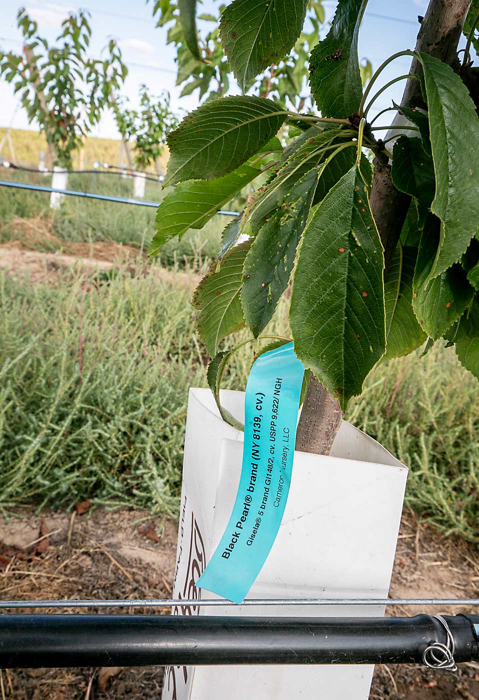 Los cerezos de la variedad Black Pearl de primer año crecen en septiembre en un huerto cerca de Prosser, Washington, en portainjertos que muy probablemente son de tipo Gisela 6, no del tipo más enanizante Gisela 5 que el productor había encargado. Una confusión en la cadena de suministro causó que los viveros recibieran y entregaran algunos árboles mal etiquetados. (TJ Mullinax/Good Fruit Grower)