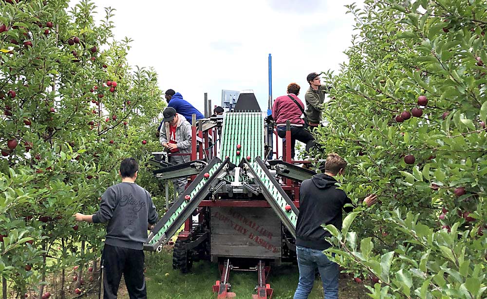 El equipo de estudiantes y asistentes de investigación de Lu recogen manzanas en Schwallier’s Country Basket en octubre. La cosechadora experimental tiene espacio para seis recolectores: cuatro en plataformas y dos en el suelo. (Cortesía del Departamento de Agricultura de los Estados Unidos)