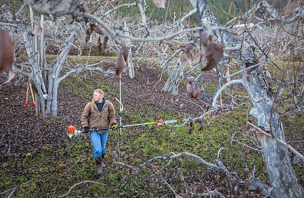 Erica Bland poda perales en noviembre en el huerto de su familia, Cozy Cove Orchard, cerca de Cashmere, Washington. Bland, una productora de peras de cuarta generación, ahora es oficialmente reconocida como tal en los datos del censo del Departamento de Agricultura de EE. UU. (USDA, por sus siglas en inglés) debido a nuevas metodologías estadísticas diseñadas para incluir a más personas. (TJ Mullinax/Good Fruit Grower)