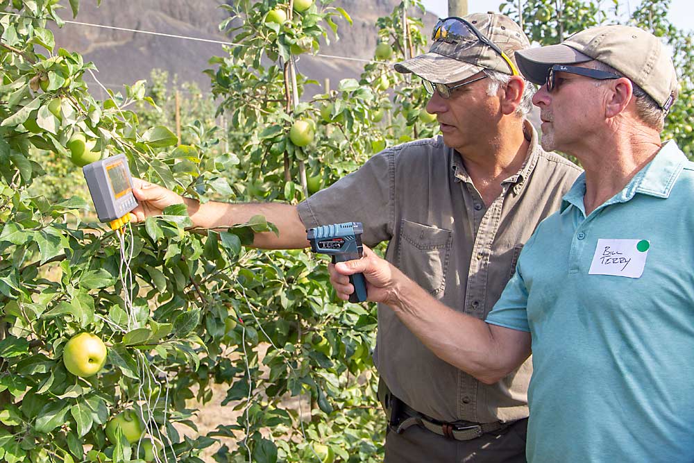 Durante un día de campo en agosto, que coincidió con una ola de calor, en el huerto Sunrise Orchard de la Universidad Estatal de Washington, los asistentes Tony DiMaria y Bill Terry pusieron a prueba una pistola infrarroja para tomar la temperatura y compararon sus resultados contra los de un registrador de temperatura de la superficie de la fruta de mayor precisión. Las altas temperaturas ponen la fruta en riesgo de quemaduras solares y enfermedades relacionadas, pero esto no es un cálculo simple de causa y efecto. (Shannon Dininny/Good Fruit Grower)