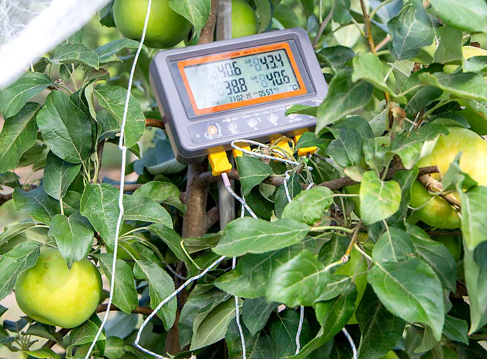 Mediante el uso de los datos de la temperatura de la superficie de las frutas que recopila este registrador de datos, el fisiólogo de la Universidad Estatal de Washington Lee Kalcsits estudia cómo la aclimatación a las temperaturas calientes de alto riesgo podría de hecho ayudar a desarrollar la resistencia de la fruta a las quemaduras solares. (Shannon Dininny/Good Fruit Grower)