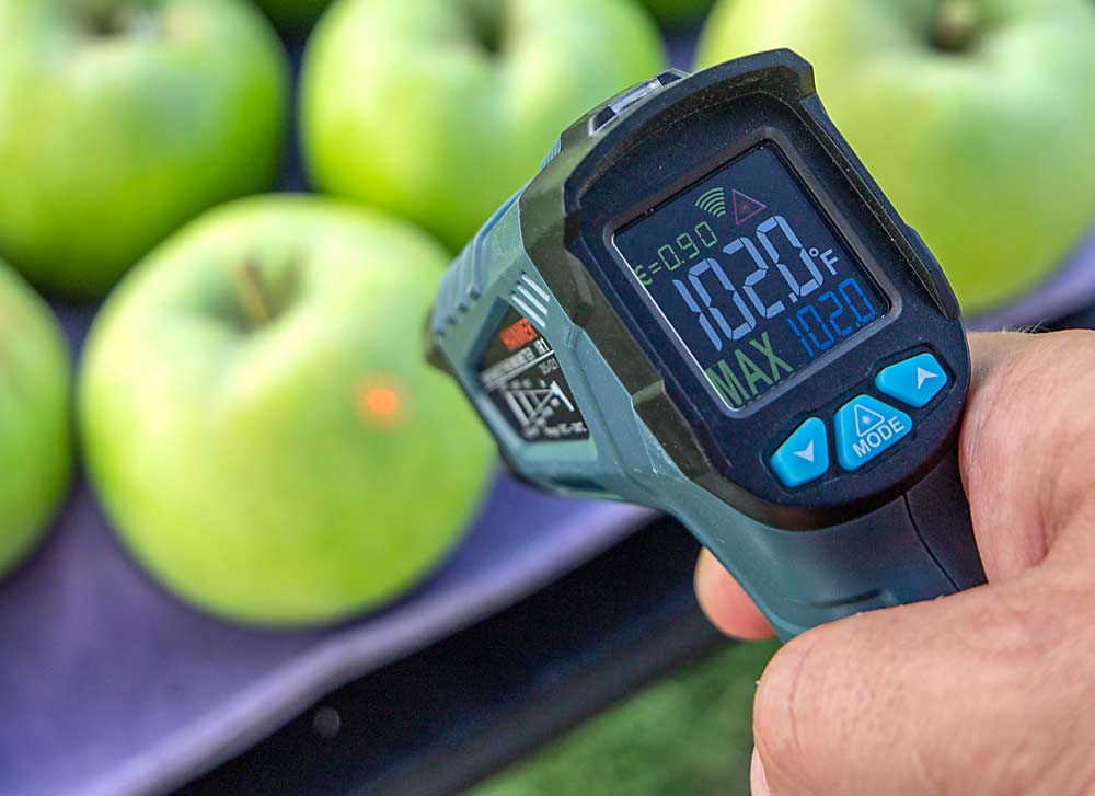 Aún en la sombra, la superficie de estas manzanas alcanza los 102 grados Fahrenheit (38.9 grados Celsius). El oscurecimiento debido a las quemaduras solares comienza a unos 114 grados Fahrenheit (45.6 grados Celsius) en la superficie de la fruta, lo cual puede ocurrir cuando la temperatura del aire alcanza los 95 grados Fahrenheit (35 grados Celsius). (Shannon Dininny/Good Fruit Grower)