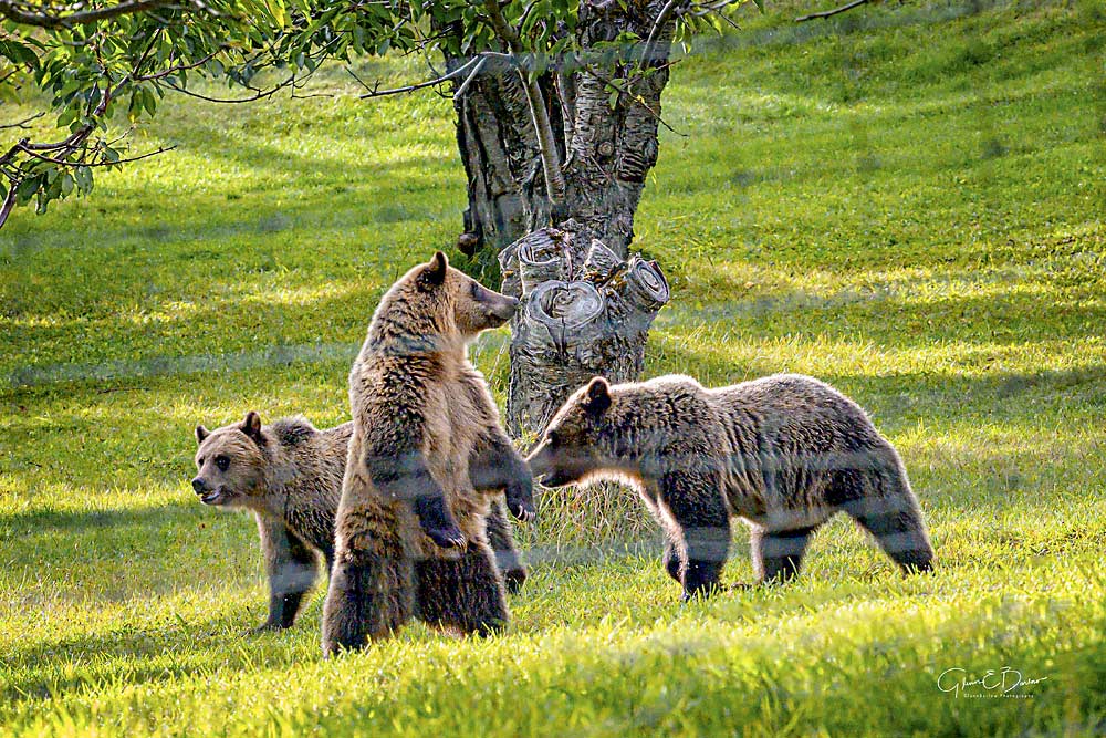 Los osos han sido una plaga para los productores de árboles frutales en el Valle Flathead de Montana durante algún tiempo, pero el año pasado una familia de osos grises planteó un nuevo problema de manejo. Los tres osos se metieron dentro de las cercas en el huerto de Campbell Orchards en septiembre. (Cortesía Glenn Barlow/glennbarlow.com)
