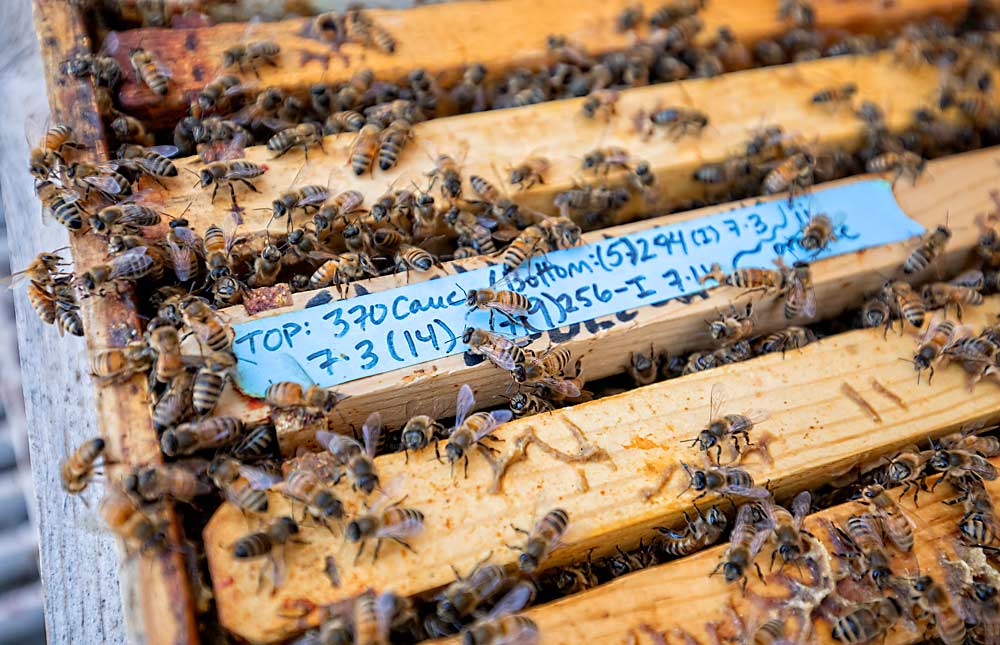 Un banco de reinas de la abeja melífera del Cáucaso forma parte de un proyecto de inseminación artificial en el laboratorio de investigación de abejas de la Universidad Estatal de Washington en Pullman. (TJ Mullinax/Good Fruit Grower)