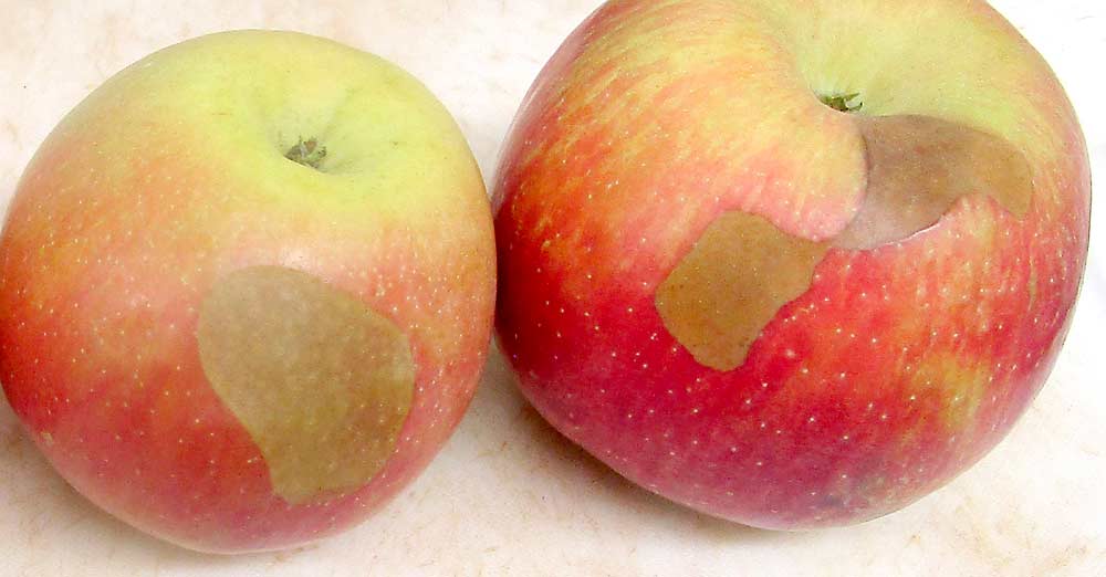 Las manzanas Honeycrisp son susceptibles a las enfermedades relacionadas con el almacenamiento en frío, tal como el escaldado blando que se observa en esta foto. (Cortesía Jennifer DeEll/OMAFRA)